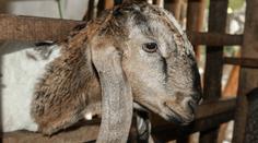 Situace kolem slintavky a kulhavky je vážná. České zoo začínají přijímat opatření