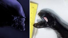 ZÁHADNÉ MONSTRUM: Z moře vytáhli bratra vetřelce