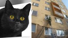 Kočka se zasekla v otevřené ventilaci. Vysvobodili ji hasiči