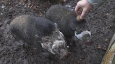 Zoologická zahrada prosí lidi o ořechy. Kvůli jarním mrazům jich je málo
