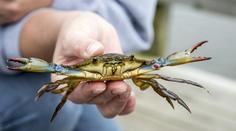 Jadranem se šíří nebezpečný invazní krab. Může se stát hitem restaurací
