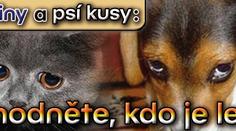 Kočičiny a psí kusy: rozhodněte, kdo je lepší!