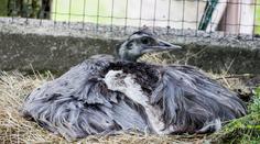 Kuriozita v ostravské zoo: Na třiceti vejcích sedí sameček!
