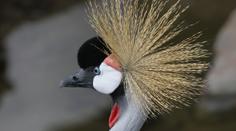 Ve slovenské zoo zemřelo vzácné zvíře. Ukamenovali ho opilí mladíci