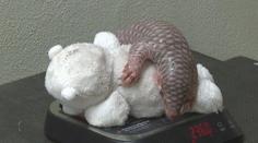 VIDEO: Pražská zoo má vzácný přírůstek. Nově narozený luskoun je samička