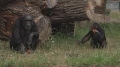Plzeňská zoo láká na tlupu šimpanzů. Ti vítají návštěvníky hromadným potleskem