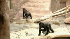 Pražská zoo se chystá na porod další gorily