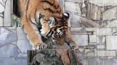 Tygřice v plzeňské zoo porodila mláďata! Zatím se neví kolik...