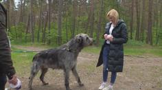 K Máchovu jezeru se sjeli vlkodavové. Jsou to něžní obři, tvrdí jejich páníčci