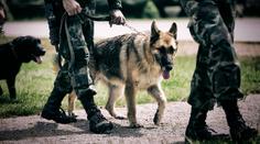 Psí hrdinové hledají domov! Armáda je nabízí za pár stovek