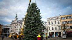 Česko se připravuje na Vánoce. Hlasujte o nejhezčí stromek. ANKETA