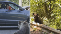 VIDEO: Rumunsko řeší problém. Turisté si dělají selfie s nebezpečnými šelmami