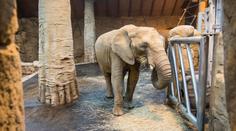 Smutná zpráva ze zlínské zoo, slonice Zola porodila mrtvé mládě