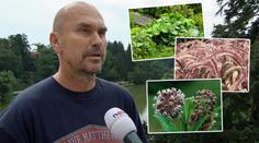 Mají se zahrádkáři bát invazivních rostlin? REAKCE ODBORNÍKA