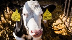 Česko přijalo opatření proti slintavce a kulhavce. Šéf veterinářů popsal, co hrozí lidem