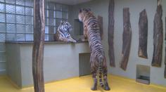 Jihlavská zoo slaví nový přírůstek, v zahradě mají ohromného tygra