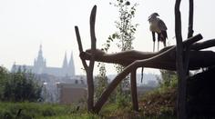 Finanční krize neměla vliv. Pražská zoo má miliontého návštěvníka