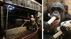 V německé zoo vyhořel pavilon opic. Téměř všechna zvířata uhynula