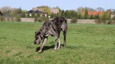 Veterinář vysvětlil, proč psi žerou trávu. Není důvod se bát