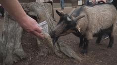 Ostravskou zoo zasáhla smrt kozy. V jejím žaludku našli igelitové sáčky