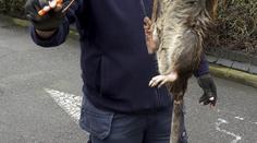 U dětského hřiště našli muži obří krysu! Vážila prý přes 10 kilo