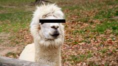 V Německu rostou erotické zoo, kde si můžete půjčit zvíře na sex!