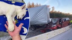 Policii u vážné nehody čekal šok. Ve slovenském minibusu se krčilo lvíče