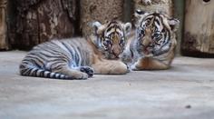 Pražská zoo poprvé představila malá tygřata! Jsou to dvojčata!