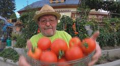 Rekordní úroda rajčat, obří slunečnice i dýně. Zahrádkářům se letos dařilo