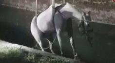 VIDEO: Italští hasiči v akci: Zachraňovali koně, který uvízl v kanále
