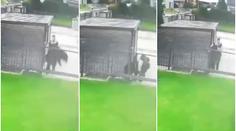 Policie dopadla nešiku, který prý chtěl ukrást psa. Ten se vrátil domů. VIDEO