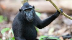 Z děčínské zoo utekli makakové. Nesnažte se je chytat sami, apeluje mluvčí