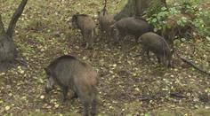 Africký mor prasat stále sužuje Liberecko. Rozšiřují se ochranná pásma