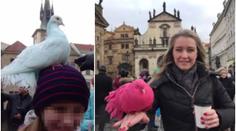 Týraná zvířata slouží jako atrakce! Holuby natírají i jedovatou barvou