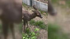 VIDEO: Srnku srazilo na silnici auto. Život jí zachránil myslivec