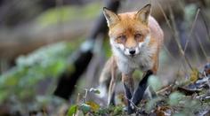 Vědci bijí na poplach. Ptačí chřipka se šíří mezi savci, v Británii se nakazily lišky