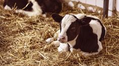 Zázrak na slovenské farmě. Kráva tam porodila trojčata
