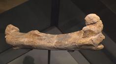 V Národním muzeu mají kost českého dinosaura. Jmenuje se Burianosaurus Augustai