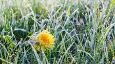 Česko potrápí další přízemní mrazíky, teploty klesnou až k -7 °C. Kdy se oteplí?