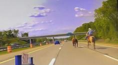 VIDEO: Scéna jako z westernu. Muž na koni se snažil chytit krávu pobíhající po dálnici