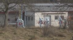 Ptačí chřipka je v osmi krajích, začalo vybíjení nakažených zvířat