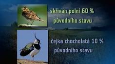 V Česku prý ubývají polní ptáci, může za to technika a hnojiva