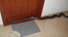 Žena v Praze otevřela dveře bytu, čekala tam na ni tahle krajta!