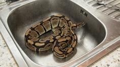 Šok v Praze! Ve dřezu číhala krajta, další našli na záchodě