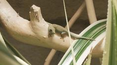 Zoo v Ostravě nabízí tisíce zvířat. Odchovala i vzácného gekona