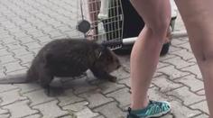 VIDEO: Do areálu televize se zatoulal zdatný bobr. Pryč se mu nechtělo