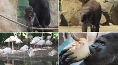 Ledové zmrzliny a sprchy! Takhle se chladí zvířata v pražské ZOO