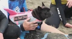 VIDEO: Tihle psi se vody nebojí. Sjíždí vlny na surfu