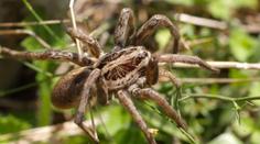 V Rakousku se rozšířily tarantule! Jsou blízko českých hranic