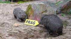 Pražská zoo odtajnila nového obyvatele. Vzácný chlupáč je zatím v karanténě